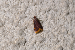 Hypsopygia pelasgalis