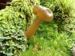 Leotia viscosa