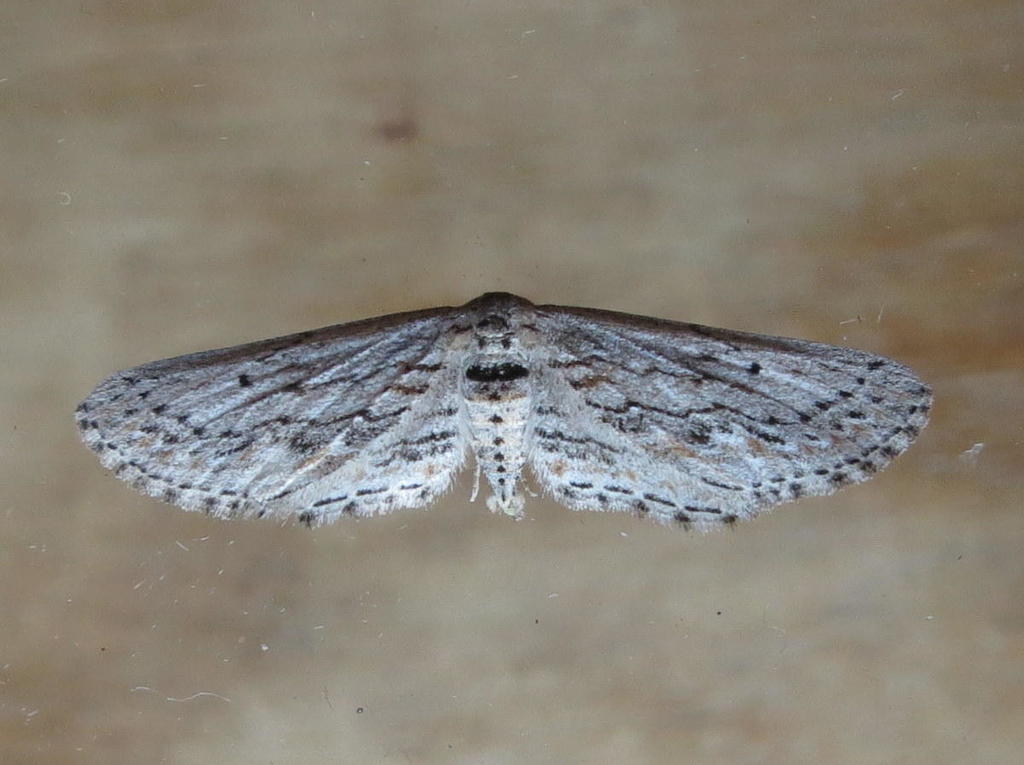 Hebdomophruda endroedyi