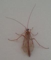 Tryphoninae
