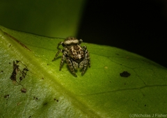 Paraphilaeus daemeli