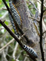 Pseudaphelia apollinaris