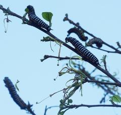 Pseudaphelia apollinaris