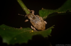 Hyperinae