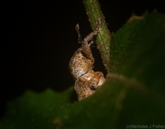 Hyperinae