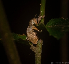 Hyperinae