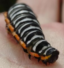 Pseudaphelia apollinaris