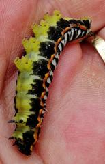 Pseudaphelia apollinaris
