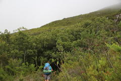 Platylophus trifoliatus