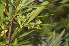 Platylophus trifoliatus