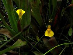 Utricularia prehensilis image