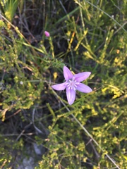 Philotheca salsolifolia