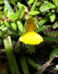 Utricularia prehensilis image