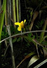 Utricularia prehensilis image