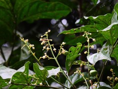 Toechima erythrocarpum