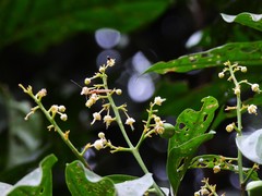 Toechima erythrocarpum