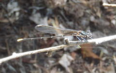 Allocnemis leucosticta