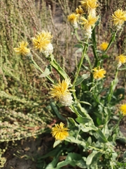 Centaurea chartolepis