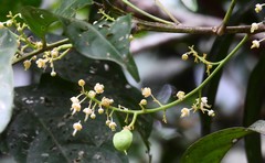 Toechima erythrocarpum