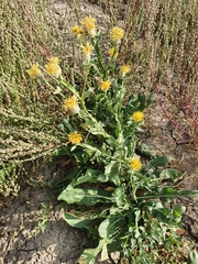 Centaurea chartolepis