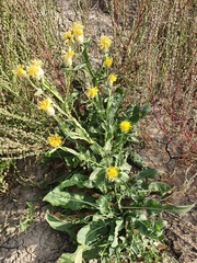 Centaurea chartolepis