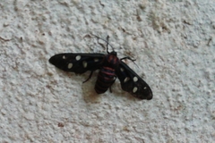 Amata passalis