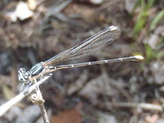 Allocnemis leucosticta