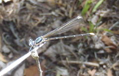 Allocnemis leucosticta