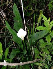 Zantedeschia rehmannii image