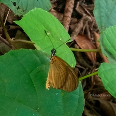 Acraea lycoa