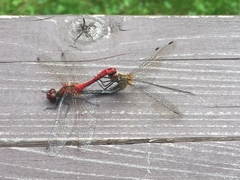 Sympetrum sanguineum