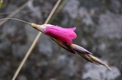 Dierama medium