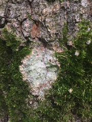 Phlyctis argena