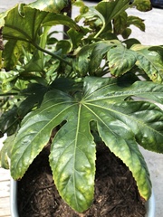 Fatsia