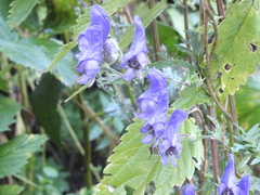 Aconitum volubile