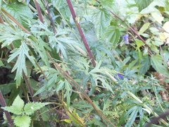 Aconitum volubile