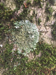 Physconia enteroxantha
