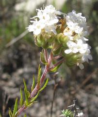 Globulariopsis stricta