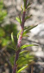 Globulariopsis stricta