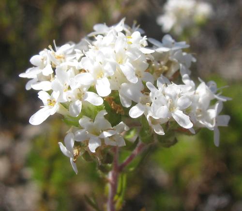 Umbel Clusterbush (Globulariopsis stricta)