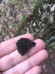 Physconia enteroxantha