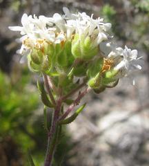 Globulariopsis stricta