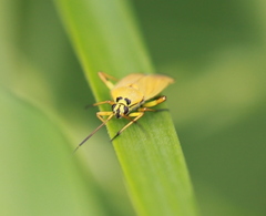 Brachycoleus pilicornis