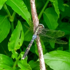 Orthetrum julia