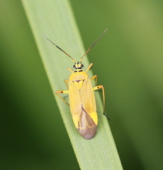 Brachycoleus pilicornis