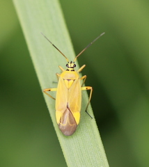 Brachycoleus pilicornis