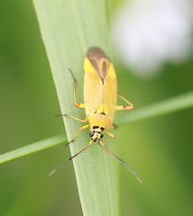 Brachycoleus pilicornis