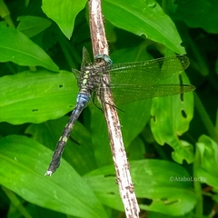 Orthetrum julia