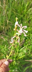 Polianthes platyphylla