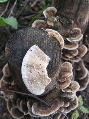Trametes versicolor